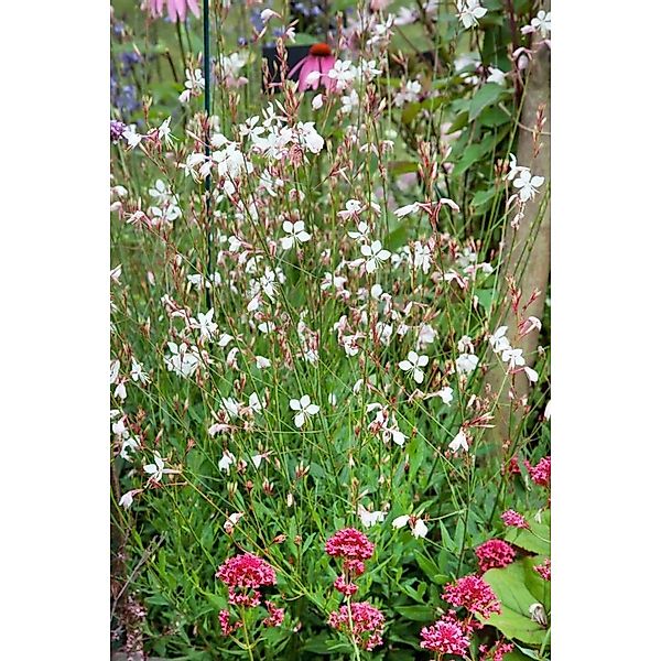 Gaura Lindheimerii Prachtkerze Summer Breeze Ca 9x9 cm Topf günstig online kaufen