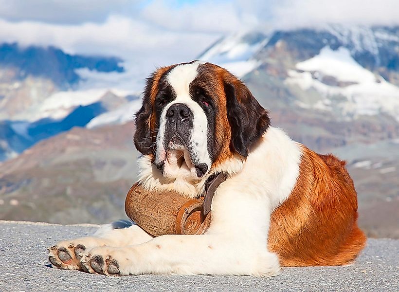 Papermoon Fototapete »Hund« günstig online kaufen