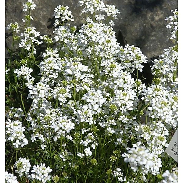 Schaumkresse - Arabis procurrens günstig online kaufen