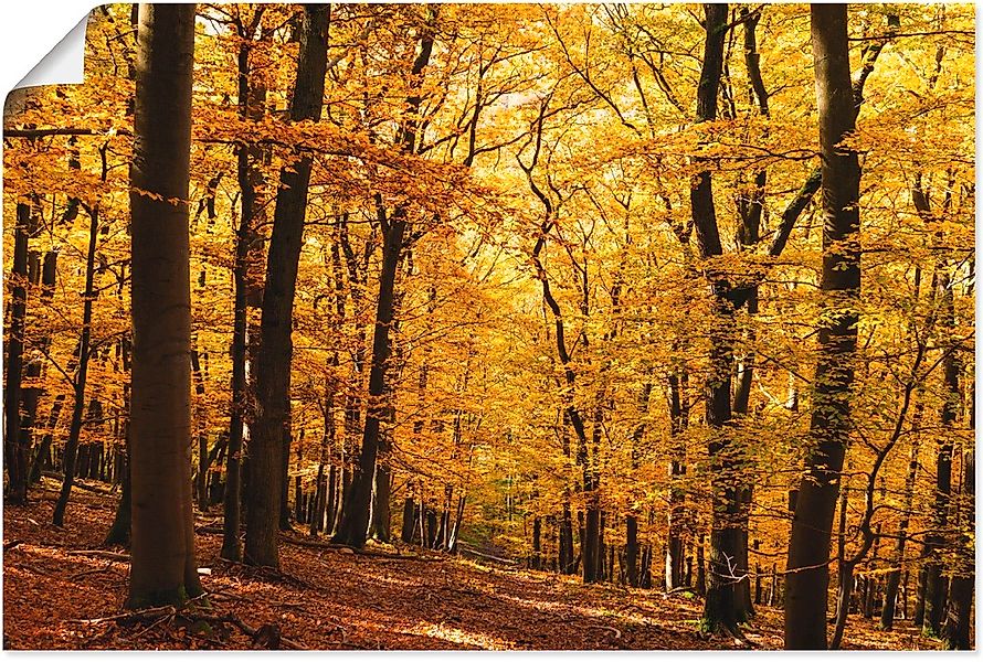 Artland Wandbild "Spaziergang im Herbstwald", Wald, (1 St.), als Alubild, O günstig online kaufen