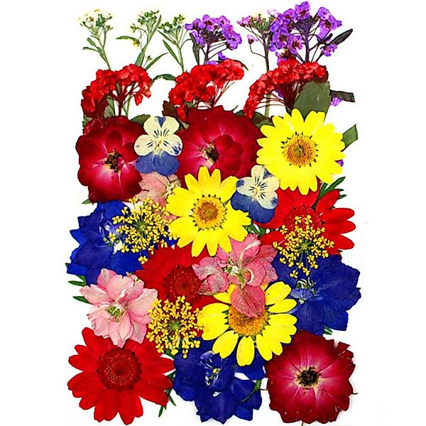 Trockenblume Gepresste Blumen, Getrocknete Blumen, DIY günstig online kaufen