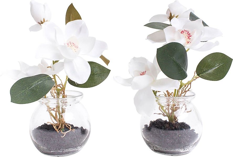 Kunstblume Magnolie im Glas, Botanic-Haus, Höhe günstig online kaufen