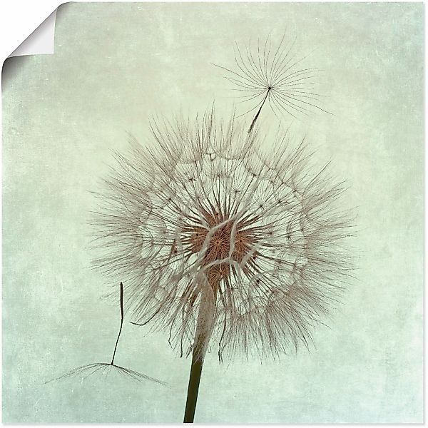 Artland Wandbild "Pusteblume II", Blumen, (1 St.), als Leinwandbild, Poster günstig online kaufen