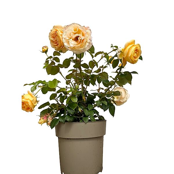 Baumfink Edelrose Candlelight im Topf günstig online kaufen