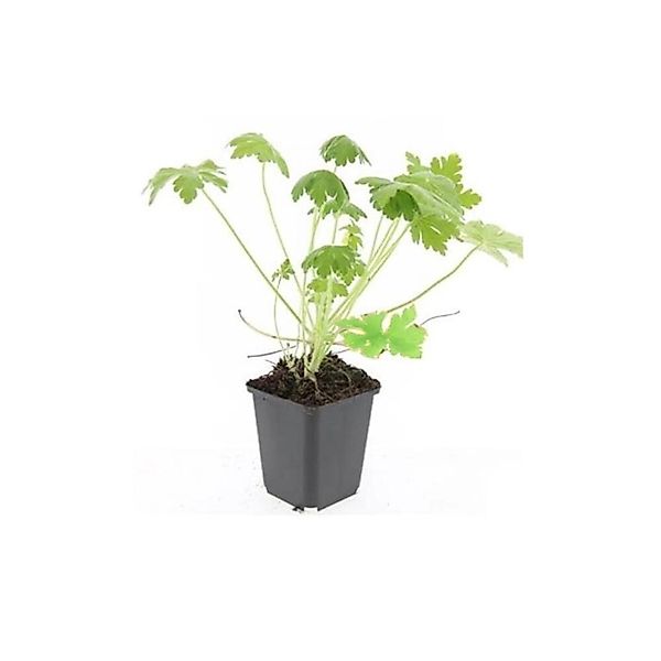 Exotenherz Bodendecker Felsen Storchschnabel Geranium Macrorrhizum Spessart günstig online kaufen