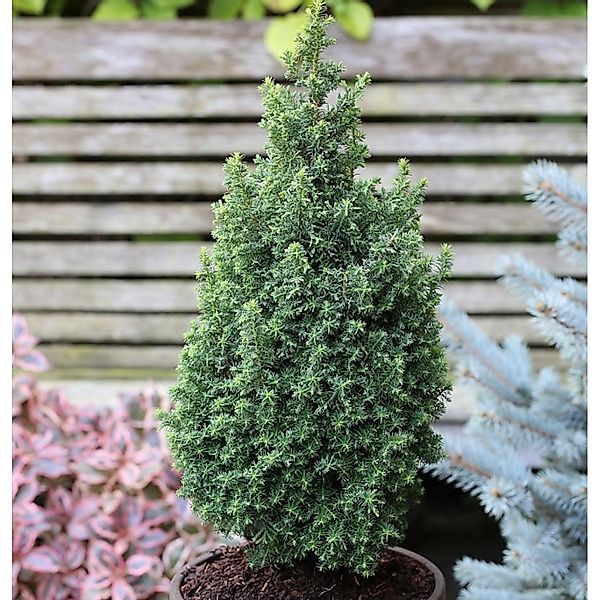 Kegelzypresse Top Point 25-30cm - Chamaecyparis thyoides günstig online kaufen