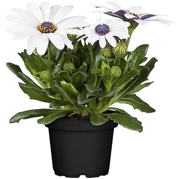 Kapkörbchen Margerita Weiß Topf-Ø 12 cm Osteospermum ecklonis günstig online kaufen