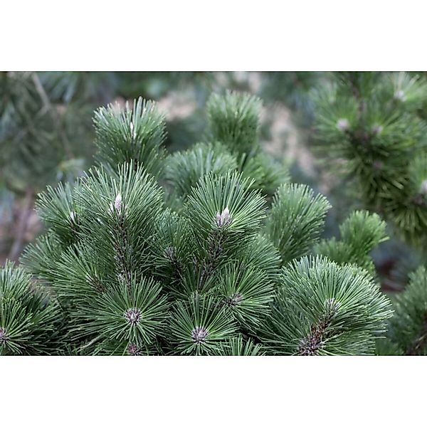Pinus Nigra Select Schwarzkiefer 25–30 cm günstig online kaufen