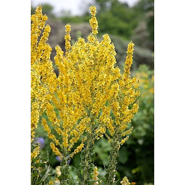 Verbascum Olympicum Griechische Königskerze Ca. 9x9 cm Topf günstig online kaufen