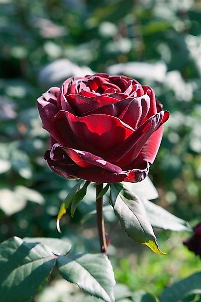 Pflanzen für Dich Rose Rosa Barkarole günstig online kaufen
