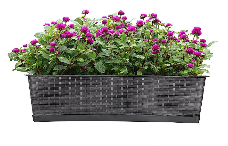 BigDean Blumenkasten Blumenkasten mit Untersetzer 80 günstig online kaufen