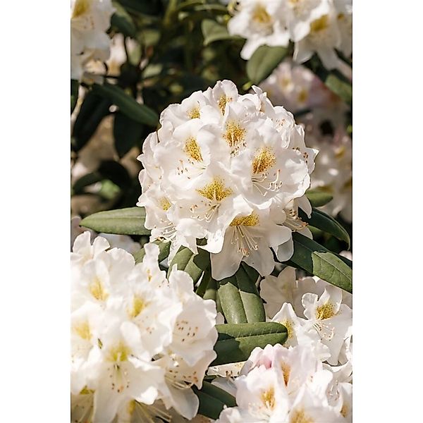 Rhododendron INKARHO ® weiße Dufthecke 60-70 cm INKARHO günstig online kaufen