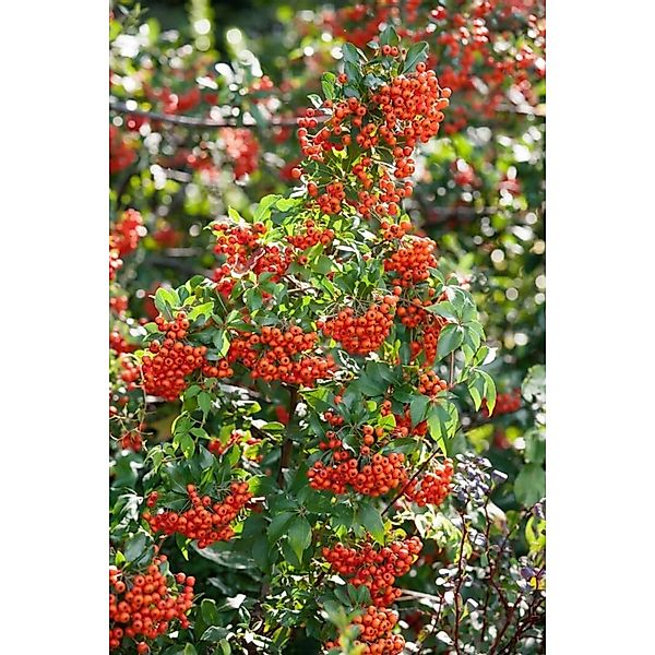 Pyracantha 'Mohave' 80-100 cm günstig online kaufen