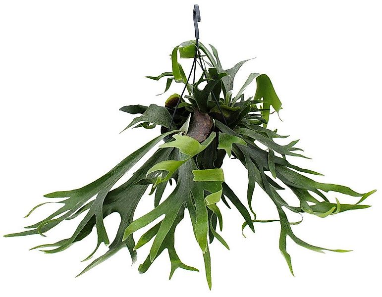 Exotenherz Zimmerpflanze Platycerium bifurcatum Geweihfarn Solitärpflanze i günstig online kaufen