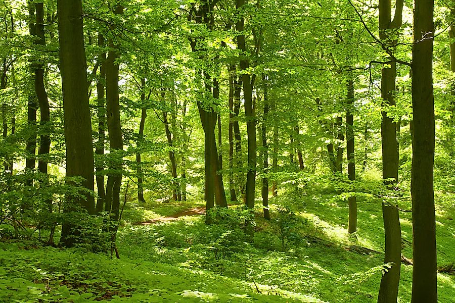 Papermoon Fototapete "German Beech Forest" glatt günstig online kaufen