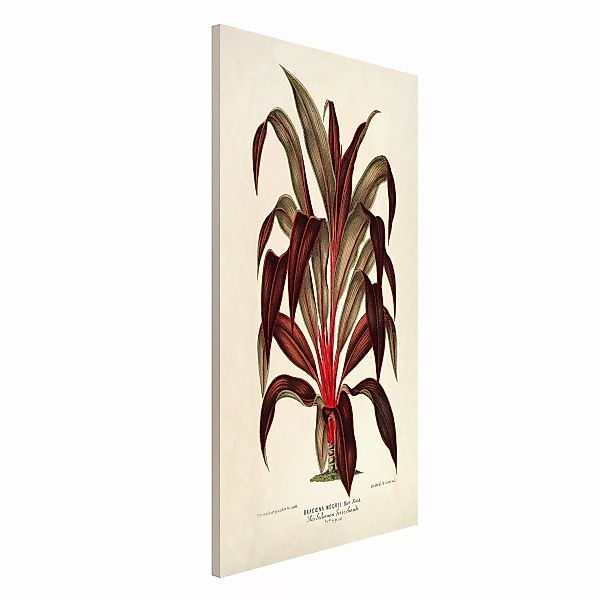 Magnettafel Blumen - Hochformat 3:4 Botanik Vintage Illustration Drachenbau günstig online kaufen