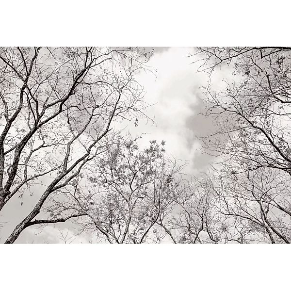 Erfurt Fototapete Vlies Baumkronen Schwarz-Weiß 240 cm x 260 cm günstig online kaufen