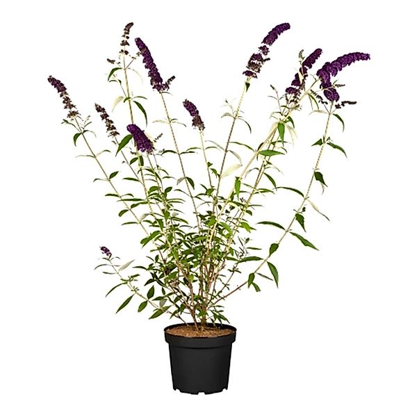 Buddleja Davidii Schmetterlingsstrauch Black Knight 40-60 cm günstig online kaufen