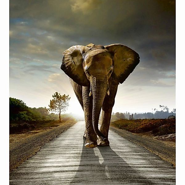 Fototapete WALKING ELEPHANT  | MS-3-0225 | Grau | Digitaldruck auf Vliesträ günstig online kaufen