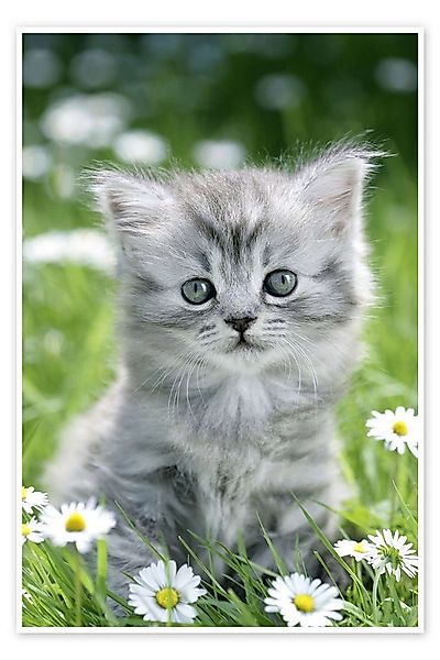 Posterlounge Wandbild graues Kätzchen, Greg Cuddiford, erhältlich als Poste günstig online kaufen