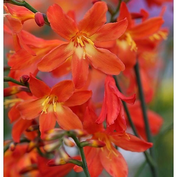 Riesen Montbretie - Crocosmia paniculata günstig online kaufen