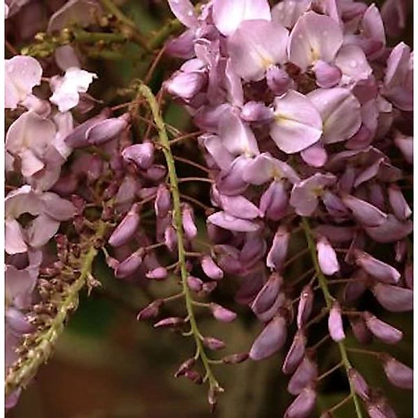 Blauregen Rosea 40-60cm - Wisteria floribunda günstig online kaufen