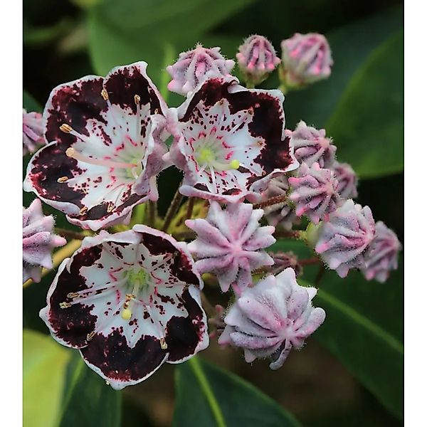 Berglorbeer Sterntaler 20-25cm - Kalmia,atifolia günstig online kaufen