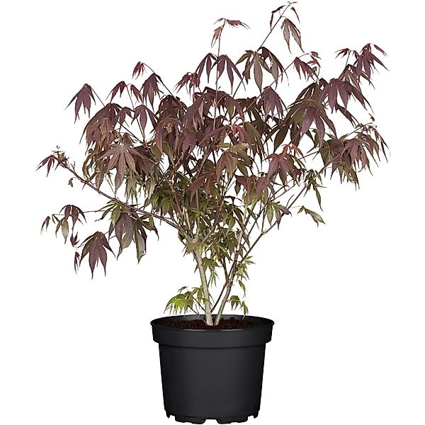 OBI Fächerahorn Atropurpureum Rot Container ca. 3 l günstig online kaufen