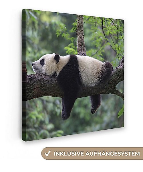 OneMillionCanvasses® Leinwandbild Panda - Baum - Tiere - Natur, Fotodruck ( günstig online kaufen