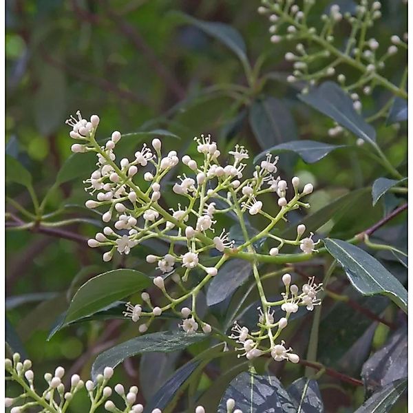 Duftender Schneeball  Awabuki 80-100cm - Viburnum odoratissimum günstig online kaufen