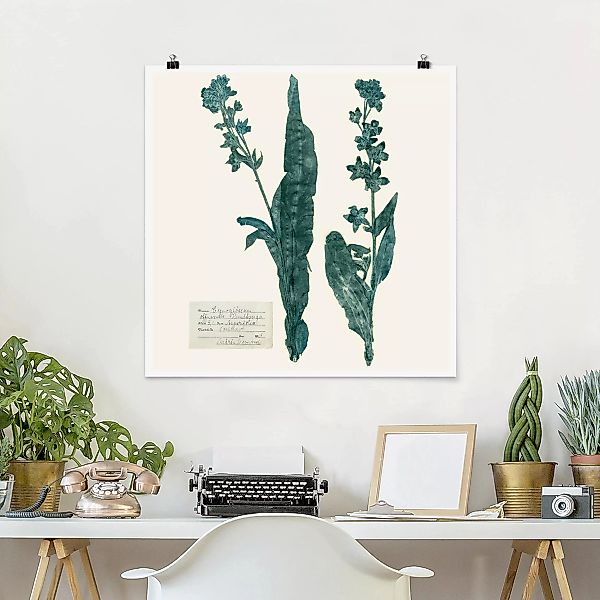 Poster - Quadrat Gepresste Blumen - Hundszunge günstig online kaufen