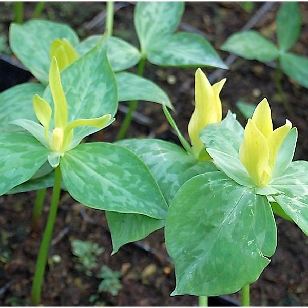 Gelbe Waldlilie - Dreiblatt - Trillium luteum günstig online kaufen