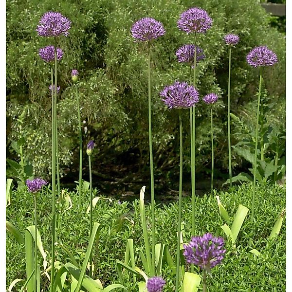 Zierlauch Purple Rain - Allium aflatunense günstig online kaufen