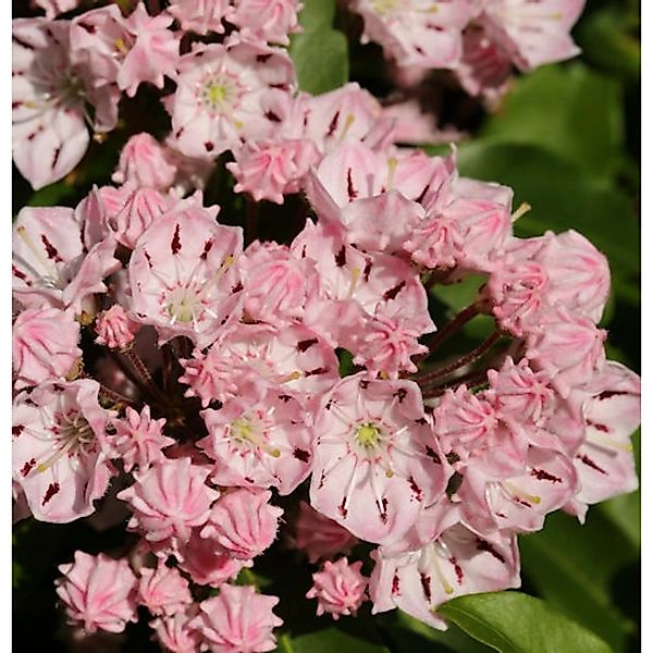 Berglorbeer Moyland 30-40cm - Kalmia latifolia günstig online kaufen