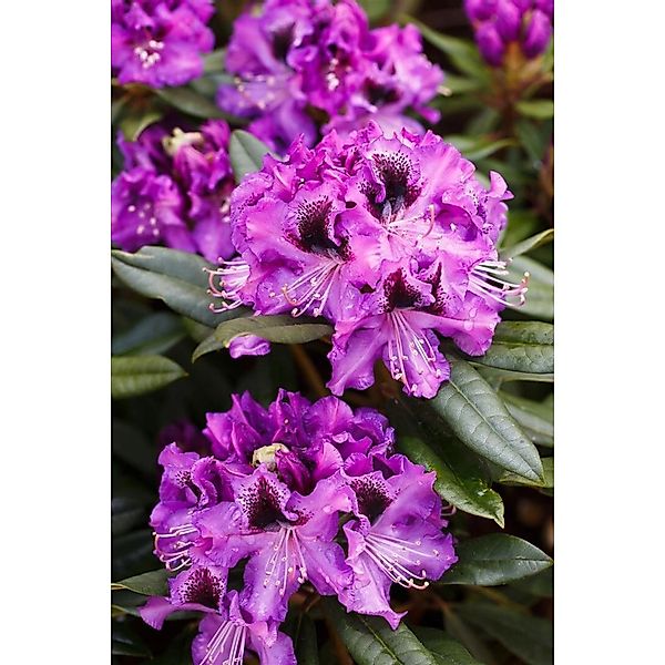 Rhododendron Hybr. Blaue Jungs Rhododendron Blau 100–120 cm günstig online kaufen