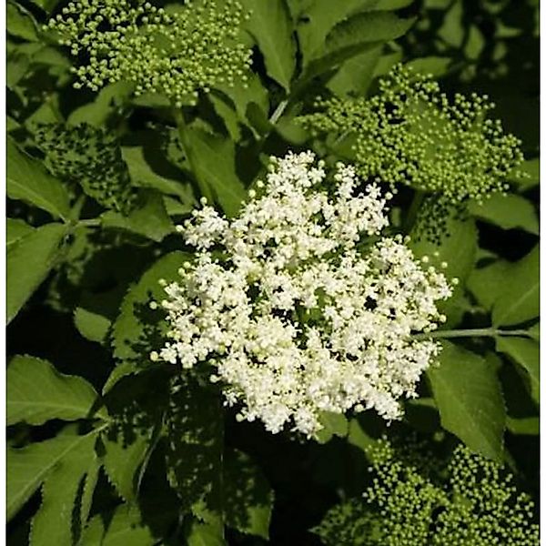 Schwarzer Holunder Sampo 60-80cm - Sambucus nigra günstig online kaufen