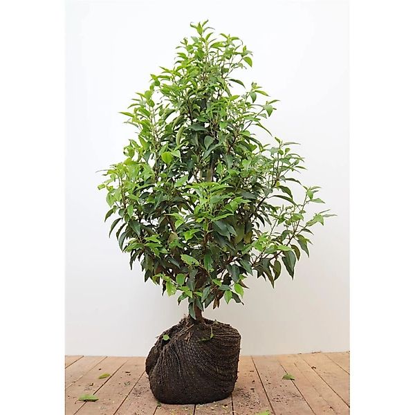 Prunus lusitanica 'Angustifolia' 60-80 cm günstig online kaufen