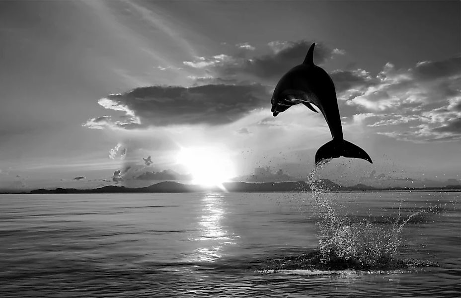 Papermoon Fototapete "Delfin Schwarz & Weiß" günstig online kaufen
