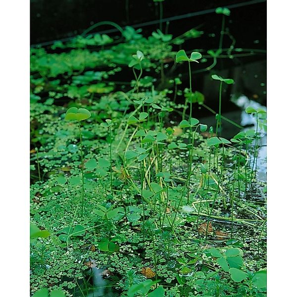 Marsilea Quadrifolia Kleefarn Ca. 9x9 cm Topf günstig online kaufen