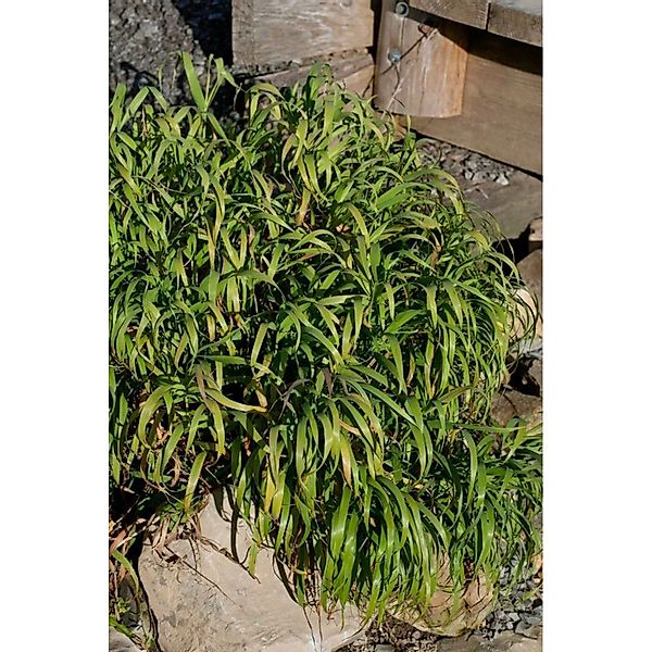 Melica Altissima Atropurpurea Ziergras Purpurrot Ca. 9x9 cm Topf günstig online kaufen