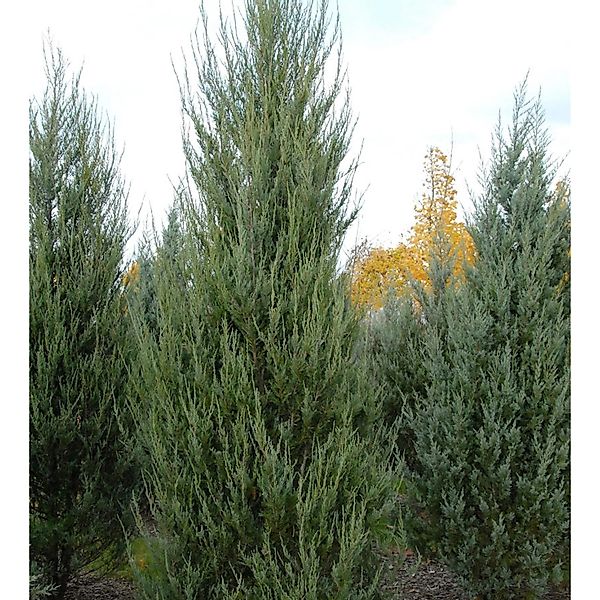 Raketenwacholder Skyrocket 80-100cm - Juniperus scopulorum günstig online kaufen