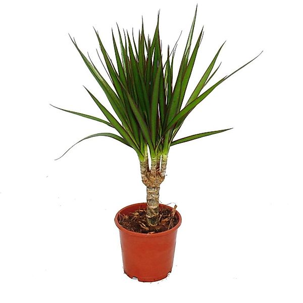 Exotenherz Zimmerpflanze Drachenbaum Dracaena marginata pflegeleichte Zimme günstig online kaufen