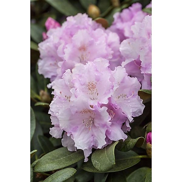 Rhododendron Yakushimanum Silberwolke Weiß 60–70 cm günstig online kaufen