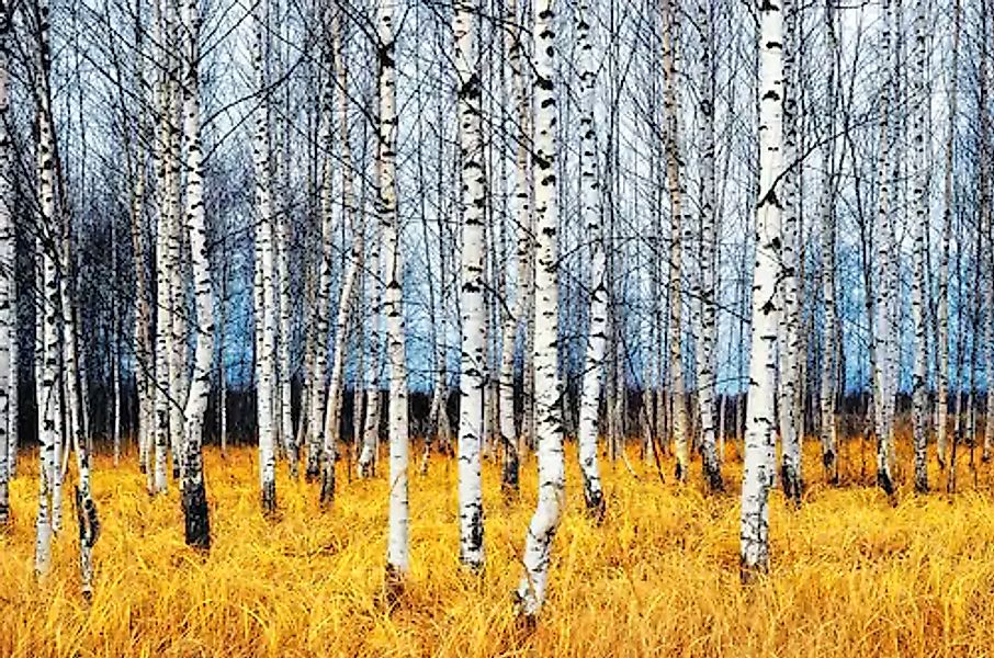Papermoon Fototapete »Autumn Birch Grove« glatt günstig online kaufen