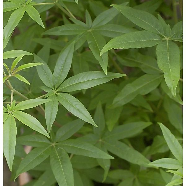 Weisser Mönchspfeffer 30-40cm - Vitex agnus castus günstig online kaufen