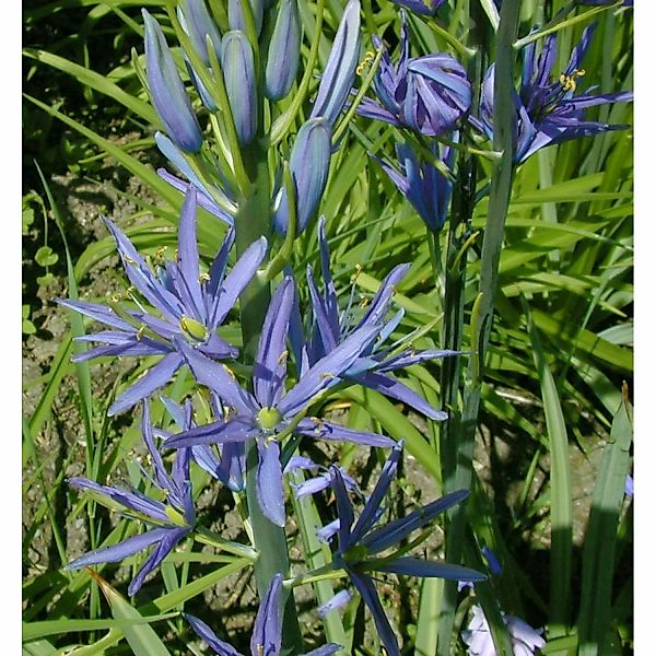 Zierliche Präriekerze - Camassia quamash günstig online kaufen