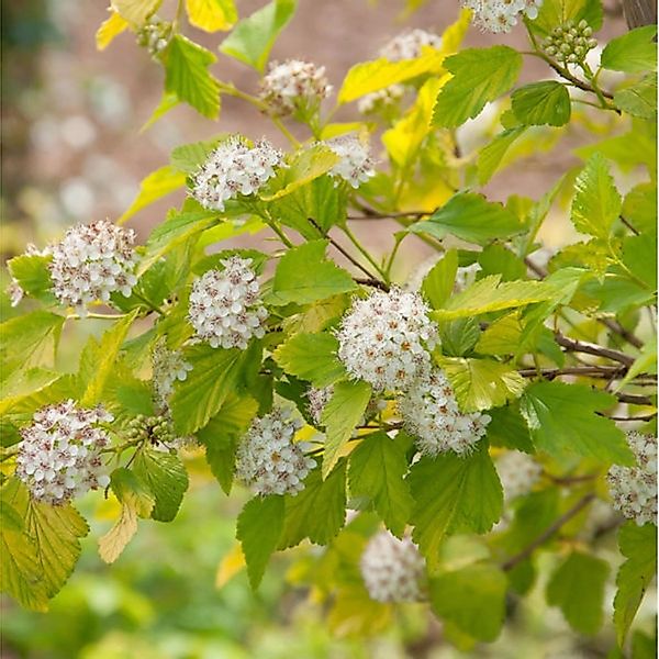 Blasenspiere Tiny Wine Gold 60-80cm - Physocarpus opulifolius günstig online kaufen