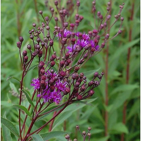 Arkansas Scheinaster - Vernonia crinita günstig online kaufen