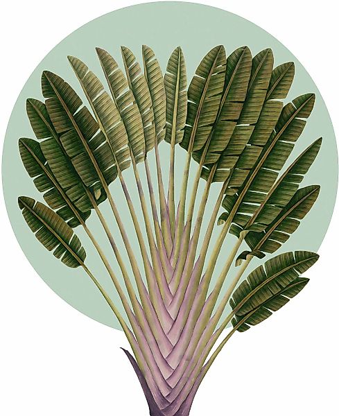Komar Bild "Botanical Garden Pinnate Palm" Natur 1 Stk. tlg. Wandbild zur D günstig online kaufen