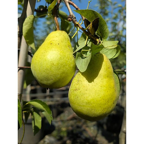 Birne Williams Christbirne 100 - 120 cm Pyrus communis günstig online kaufen